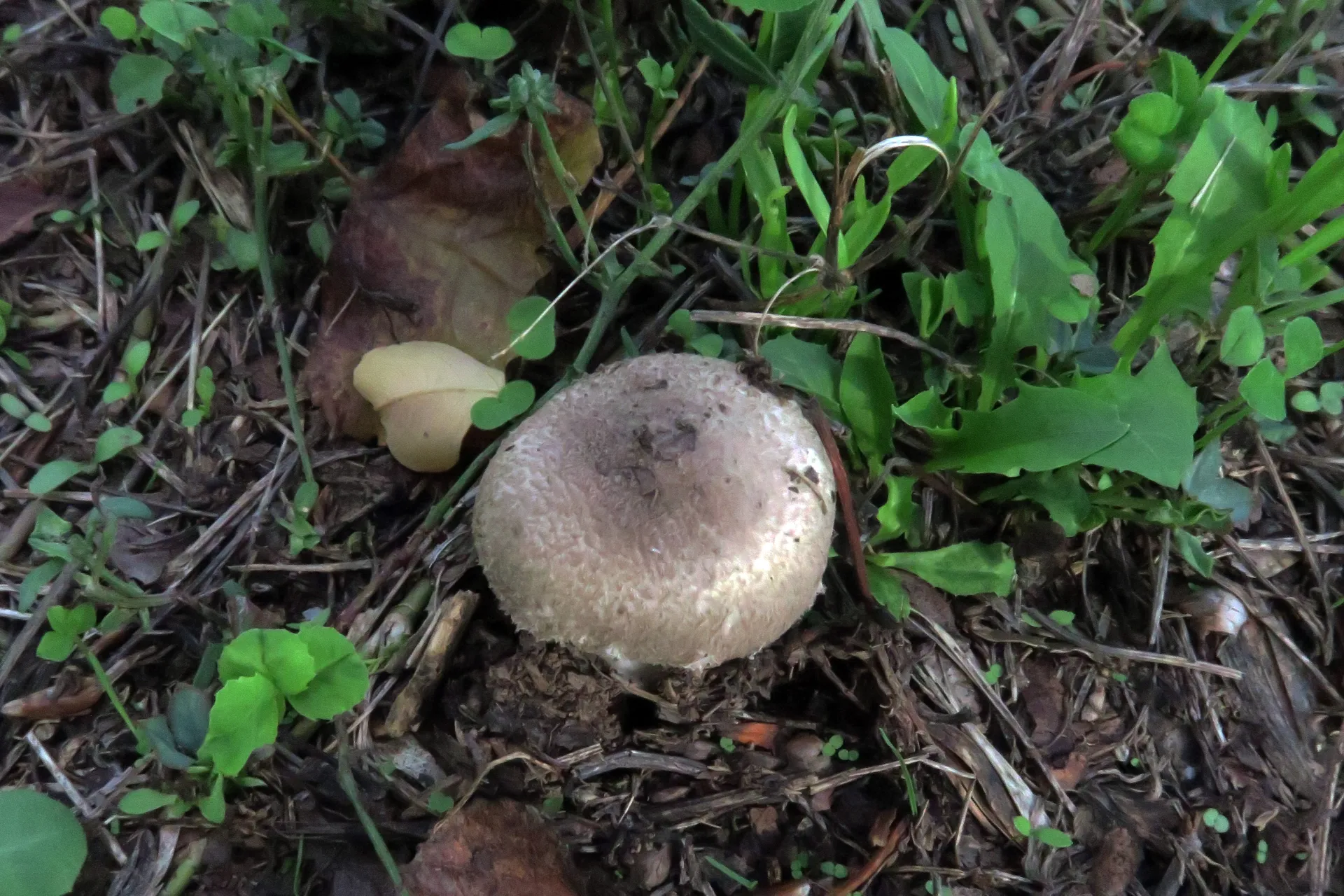 Leucoagaricus barssii - 1